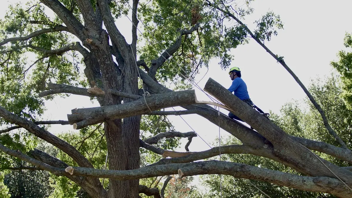 Professional Hazardous Tree Removal performed by certified arborists in Four States